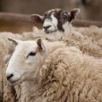 Sheep @ Fishers Mobile Farm